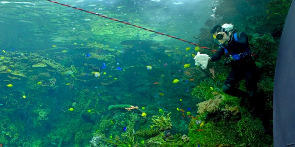 An aquarist underwater in a public aquarium checking on the fish.