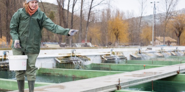 An aquacultural manager outside taking care of fish.