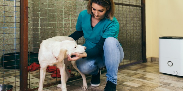 An animal control worker giving some one-on-one attention to a dog.