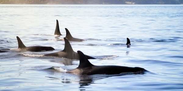 Some marine biologists, or marine mammalogists, study only one aspect of a specific species, such as the behavioural interactions of whales.