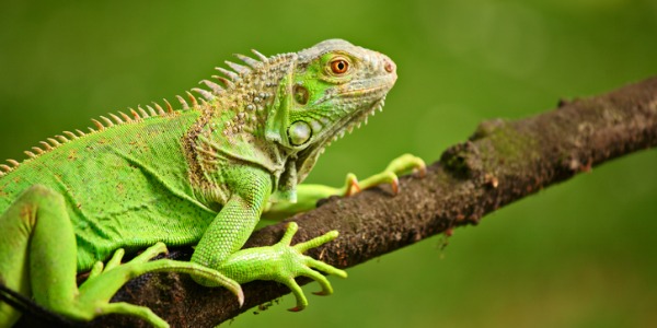 A herpetologist watching an iguana on a branch.