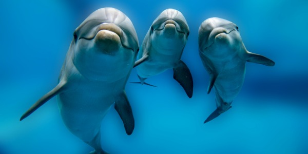 Cetologist studying dolphins in their natural habitat.