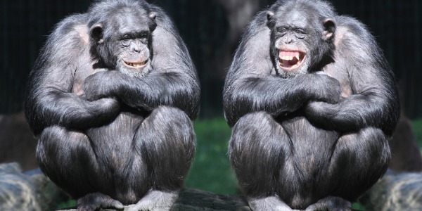 Chimpanzees in a zoo environment being studied by primatologists.