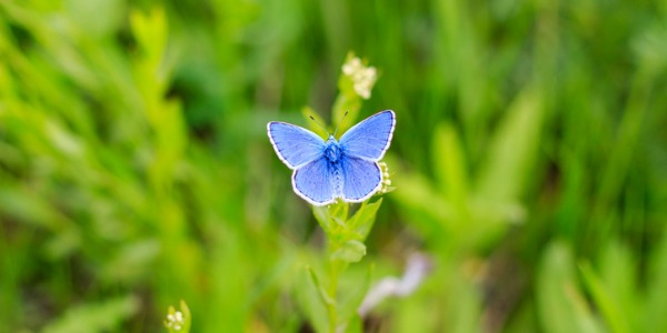 Entomologist studying a butterfly.