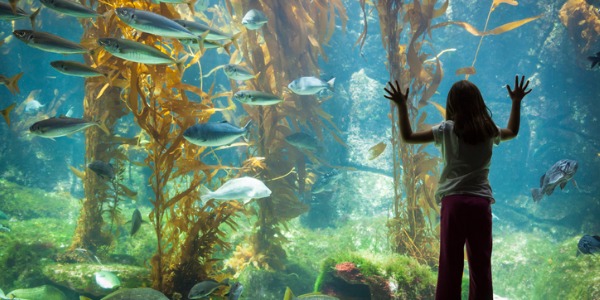 A little girl standing and looking at the fish though an aquarium observation glass.