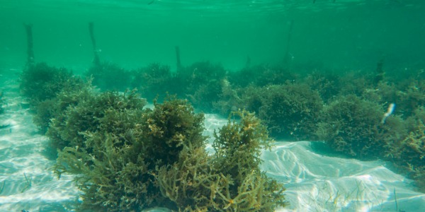 Picture of an underwater seaweed farm.