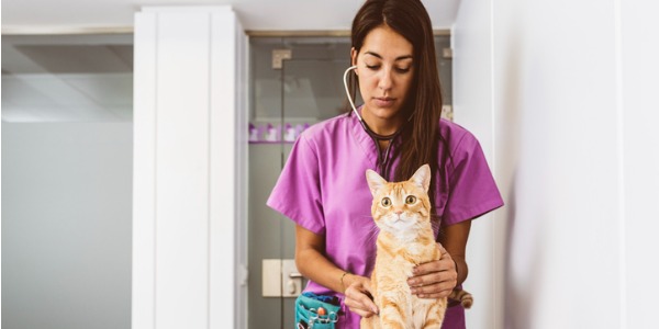 common work contexts for veterinarians