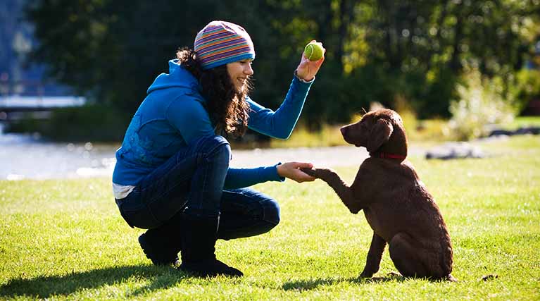 how long does it take to become a certified dog trainer