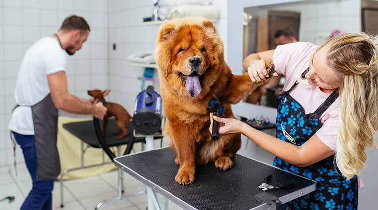 what exactly does a dog groomer do