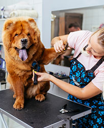 what exactly does a dog groomer do
