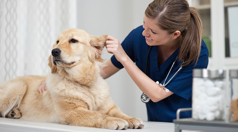 veterinarian pictures