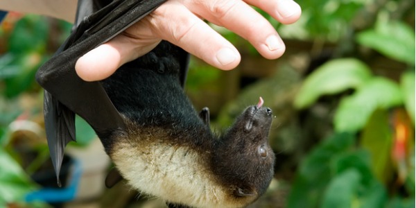 What does a wildlife biologist do? - CareerExplorer