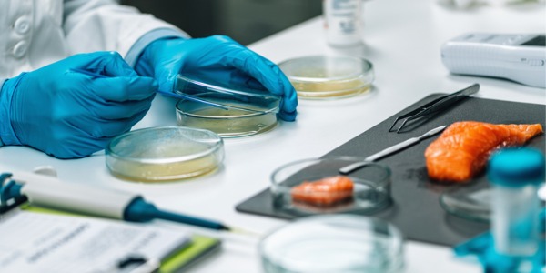 A food scientist conducting testing on a piece of fish.