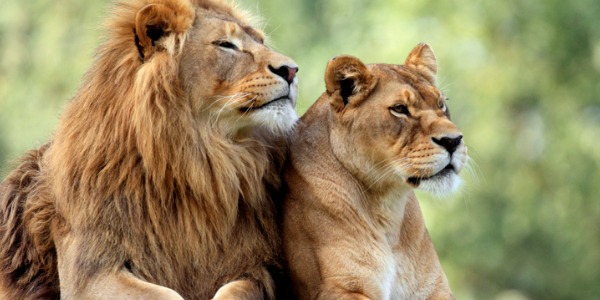 A male and female lion sitting side by side.