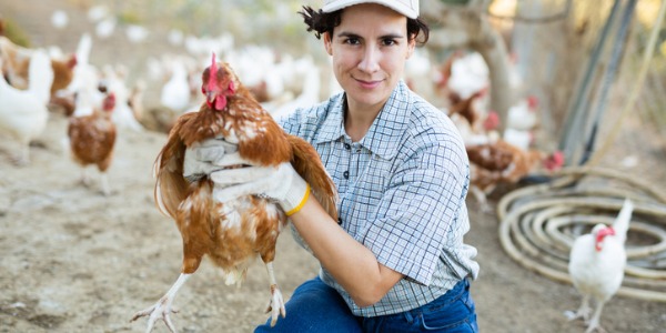A poultry scientist picking up a chicken.