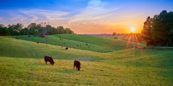 A large rangeland with cows grazing.