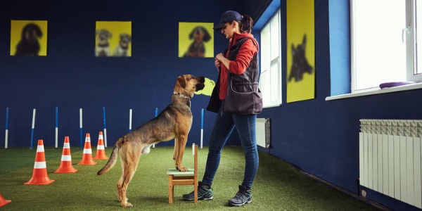 what-does-an-animal-trainer-do-careerexplorer