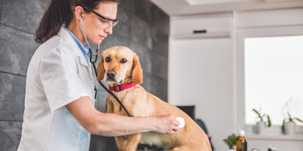 A veterinarian with a dog.