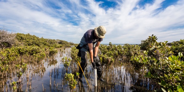 An ecologist collecting a sediment sample.