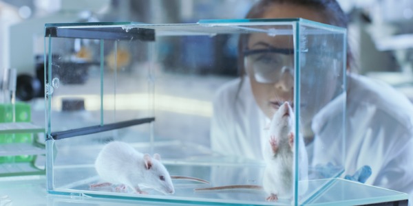 A mammalogist observing mice.
