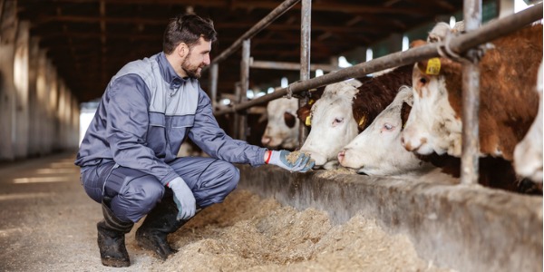 A dairy farmer interacting with his cows.