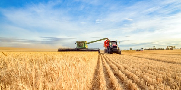 A crop farmer harvesting wheat.