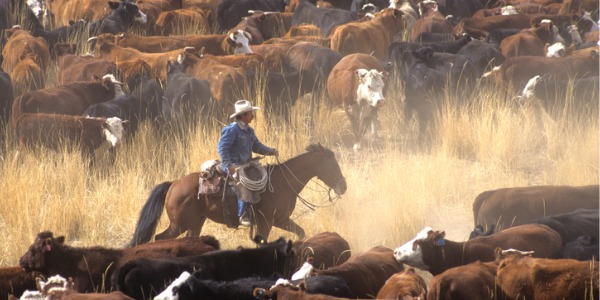A rancher on his horse surrounded by cattle.