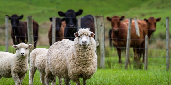 Sheep and cows in a pasture.