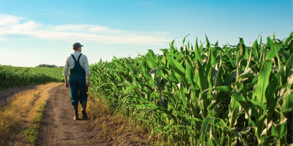 A farmer walking amongst his corn field.