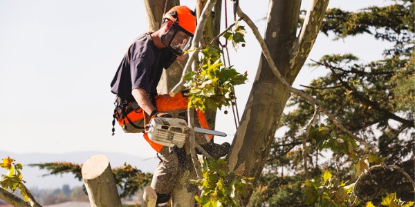 A tree service technician cutting a branch off of a tree.