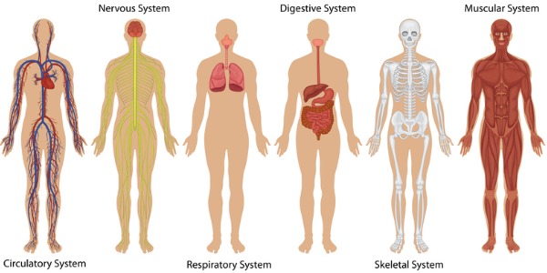 A rendering of the various body systems.