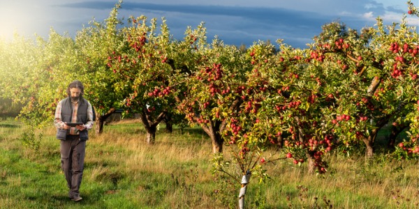 An agricultural inspector examining an apple orchard.