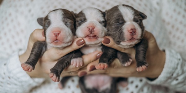 A dog breeder showing three purebred puppies.