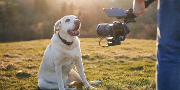 A dog in a meadow being filmed for a television show.