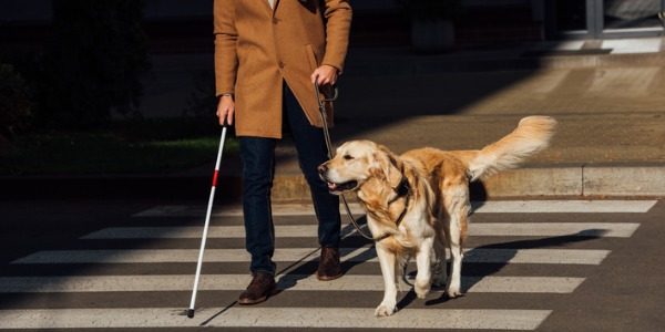A guide dog helping his owner cross the street.
