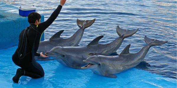 A marine mammal trainer training dolphins.