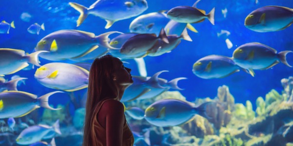 An zoo aquarium, maintained by an aquarist.