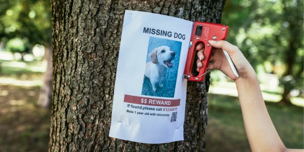 A pet detective attaching a missing dog flyer on a tree.