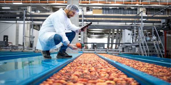 A food regulatory consultant assessing a client's apple operation.