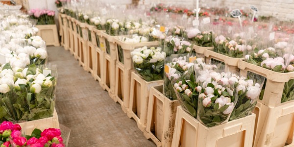 Wholesale flowers ready to go to various florist shops.