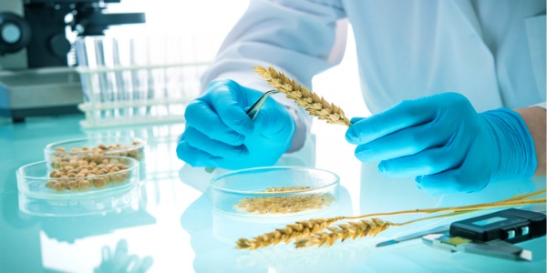 An agricultural and food science technician working in the lab, analyzing agricultural grains.