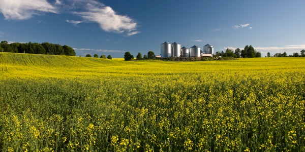 A field of canola, used as a source of biofuel.