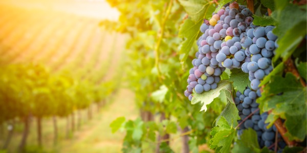 A beautiful view of a vineyard.