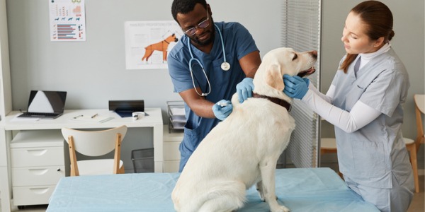 A small animal veterinarian doing a routine check-up of a dog.