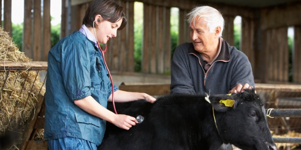 A large animal veterinarian examining a cow.