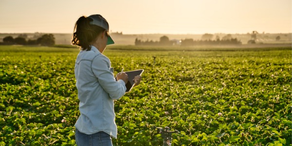 An agronomist examining a crop and taking notes.