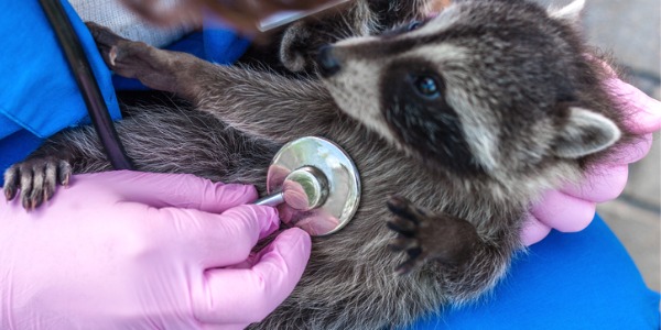 A wildlife veterinarian treating a racoon.