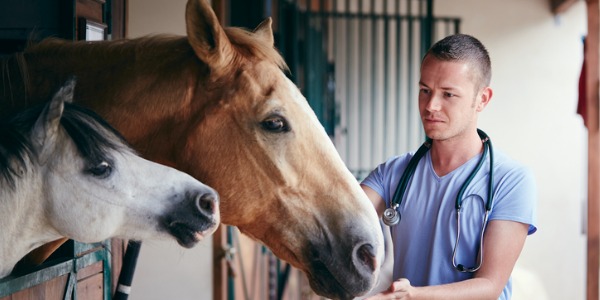 An equine veterinarian examining a horse.