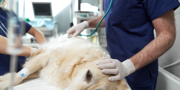 An emergency and critical care veterinarian assessing the severity of a dog's condition.