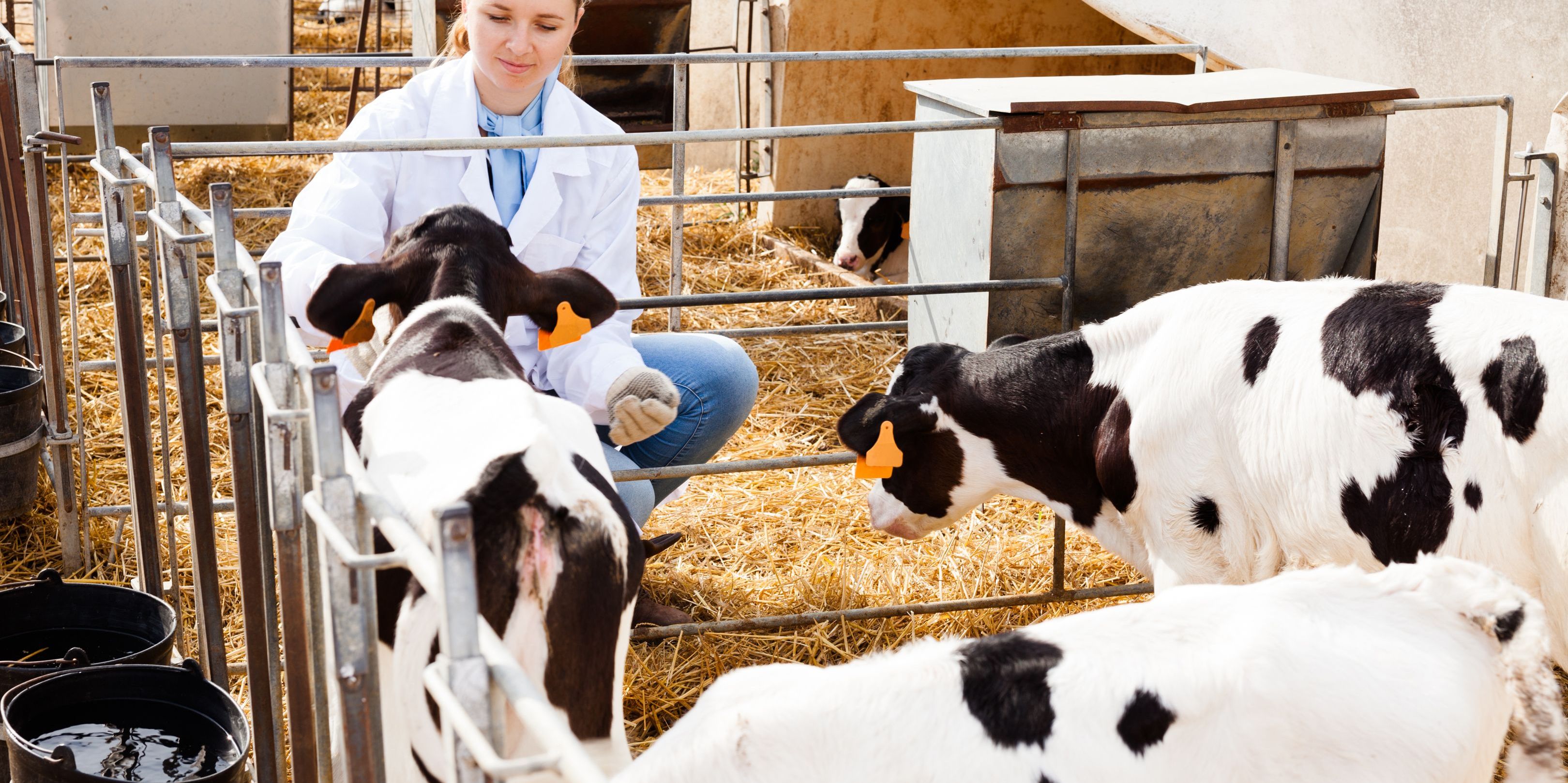 A theriogenologist inspecting calves at a dairy farm.